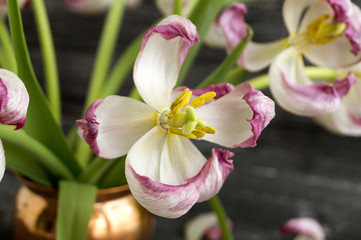 Obraz na płótnie Canvas Withered tulips close up.