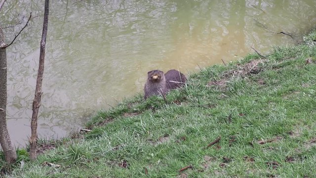 Young eurasian otter (Lutra lutra) playing