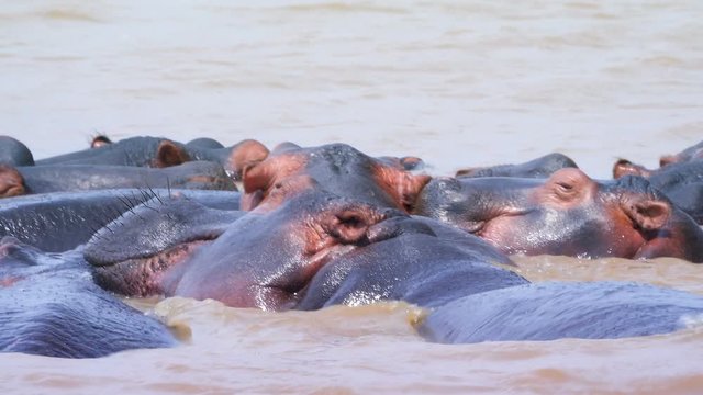 Close shot of pod of hippos in the water with young one fussing in the sun