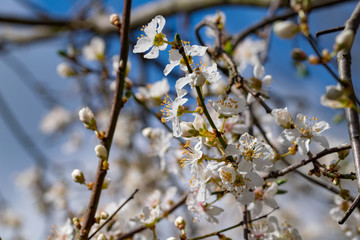 Spring time blossom