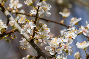 Obraz premium Spring time blossom