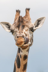 The giraffe (Giraffa) with a tongue out, genus of African even-toed ungulate mammals. Latin name camelopardalis reticulata, head in in close-up view.