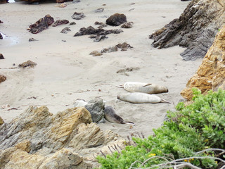 Elephant seals sleeping on the sand of the California shore - Road Trip Down Highway 1 Discovery Route Along the California Coast