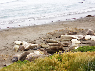 Horde of sleeping elephant seals and sea lions - Road Trip Down Highway 1 Discovery Route Along the California Coast