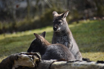 Two cute brown Kangaroos sitting on a green meadow