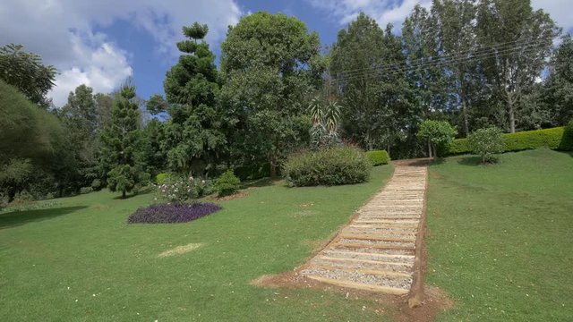 Staircase and bushes 