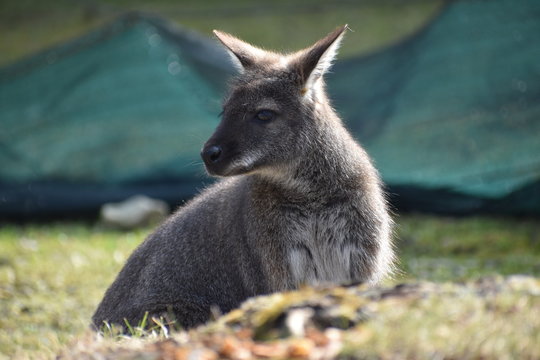 Closeup of a cute brown Kangaroo sitting on a green meadow