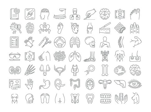 Vector graphic set. Icons in flat, contour, thin, minimal and linear design. Science of anatomy. Study and structure of human internal organs. Concept illustration for Web site. Sign, symbol, element.