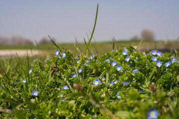 Scarpette © St.Feudatari