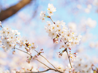 Obraz premium 青空に桜