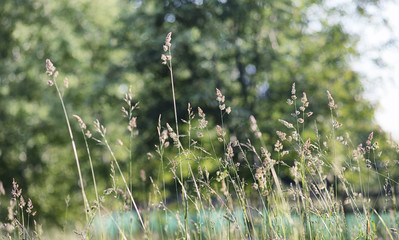 Landscape is summer. Green trees and grass in a countryside land