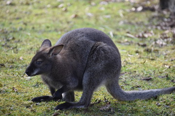 Closeup of a cute brown Kangaroo sitting on a green meadow