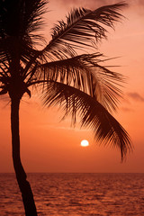 Naklejka na ściany i meble Palm trees silhouette at sunset tropical beach. Orange sunset.