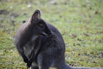 Closeup of a cute brown Kangaroo sitting on a green meadow
