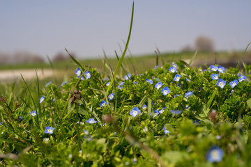 Scarpette © St.Feudatari