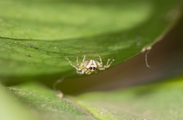 Fototapeta premium spider