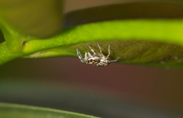 spider