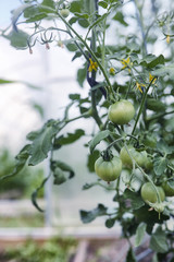 Landscape is summer. Green trees and grass in a countryside land