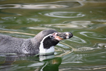 Cute little penguin swimming in a lake