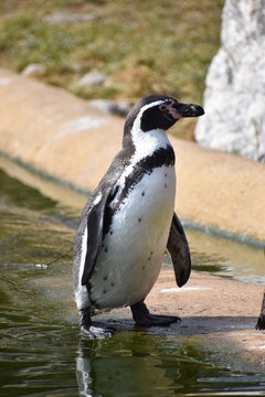 A little penguin is standing on the shore of a lake in Kassel, Germany