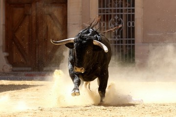 bull in spanish