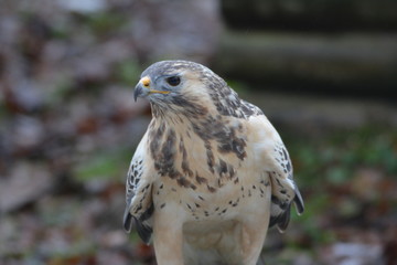 Falke