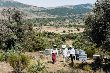 Fototapeta na wymiar Beekeepers working collect honey.
