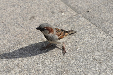 Frecher Sperling auf der Strandpromenade