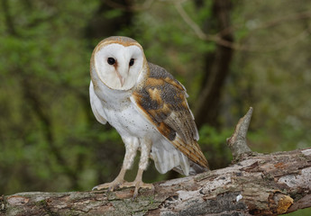 Barn Owl Perched on a Branch