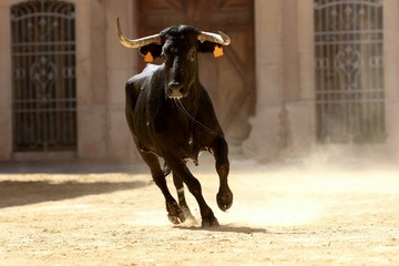 bull in spanish