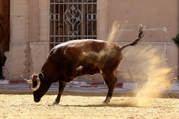 bull in spanish