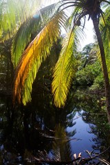 Naklejka premium nicaragua nature