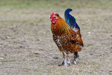 Beautiful male Junglefowl (Gallus gallus) standing