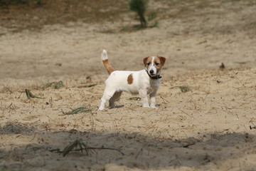 Hund am Strand im Sand