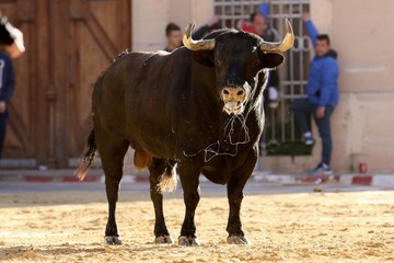 bull in spanish