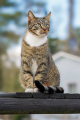 Felis silvestris catus - Hauskatze 6