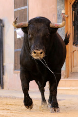bull in spanish