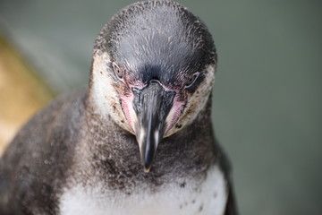 Wonderful portrait of a cute penguin