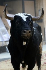 bull in spanish