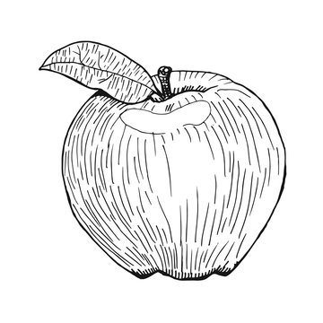Vector hand drawn apple, engraving style, hand drawn black pen