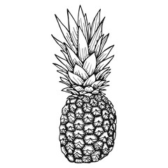 Hand drawn vector illustration - Pineapple. Exotic tropical fruit. Sketch. Outline.