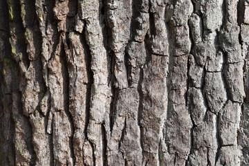Closeup of a brown tree bark