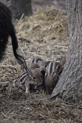 Closeup of cute striped young wild brown boars in a forest in Germany