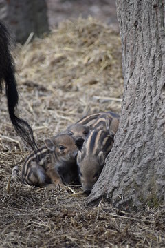 Closeup of cute striped young wild brown boars in a forest in Germany