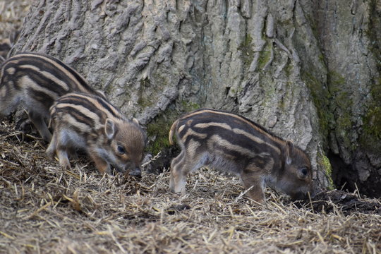 Closeup of cute striped young wild brown boars in a forest in Germany