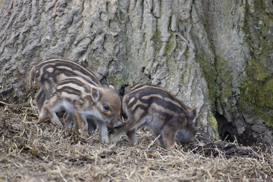 Closeup of cute striped young wild brown boars in a forest in Germany