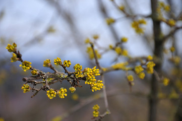 gelbe Knospen einer Kornelkirsche