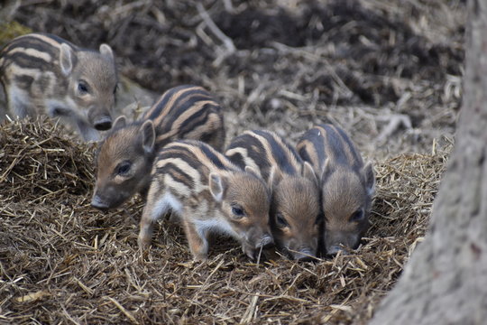 Closeup of cute striped young wild brown boars in a forest in Germany