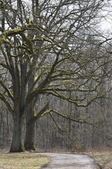 Beautiful avenue with ancient trees on a sunny day in Kassel, Germany