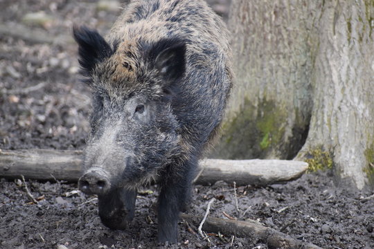 Closeup of a dark brown wild boar